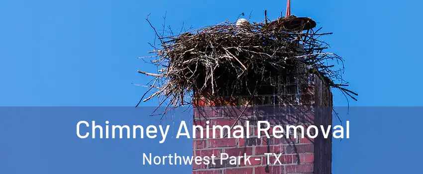 Chimney Animal Removal Northwest Park - TX